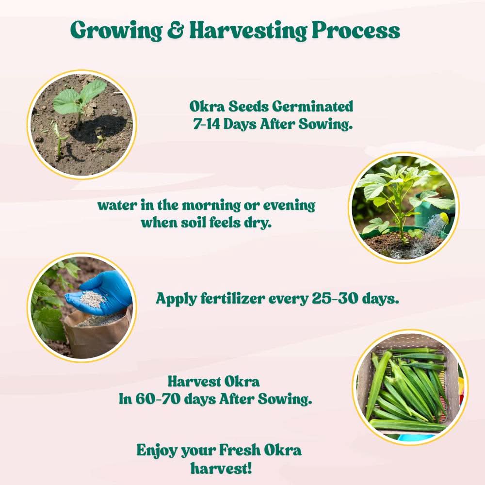 Okra or Lady Finger Hybrid (bhindi) Seeds - 50 Seeds (भिंडी के बीज) Easy To grow, High Germination, High Yield Okra Seeds for Home Gardening - Image 9