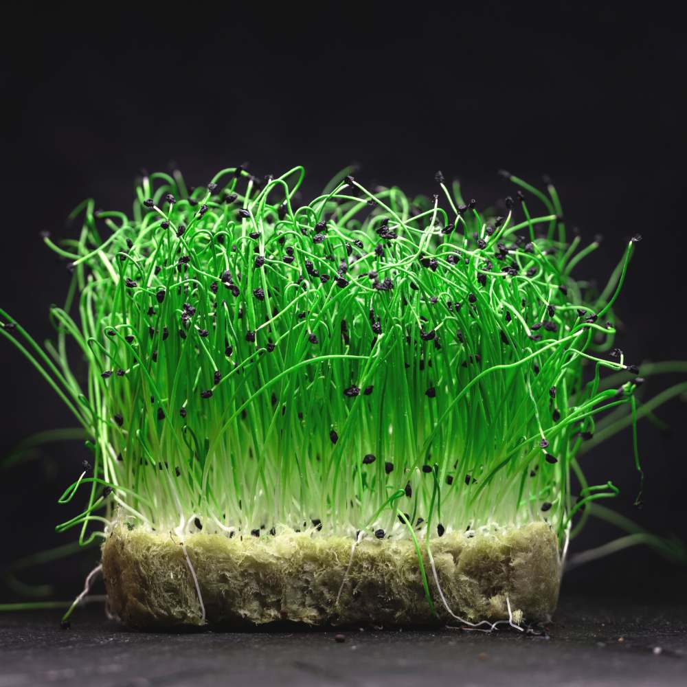 Onion Microgreen Seeds (25g) - Image 2