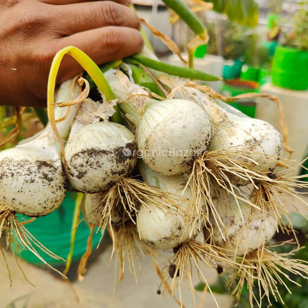Onion (Pyaj) White Globe Seeds - 500 Seeds (सफेद प्याज के बीज) High Yield/High Germination/Best Seeds for Terrace Gardening - Image 3