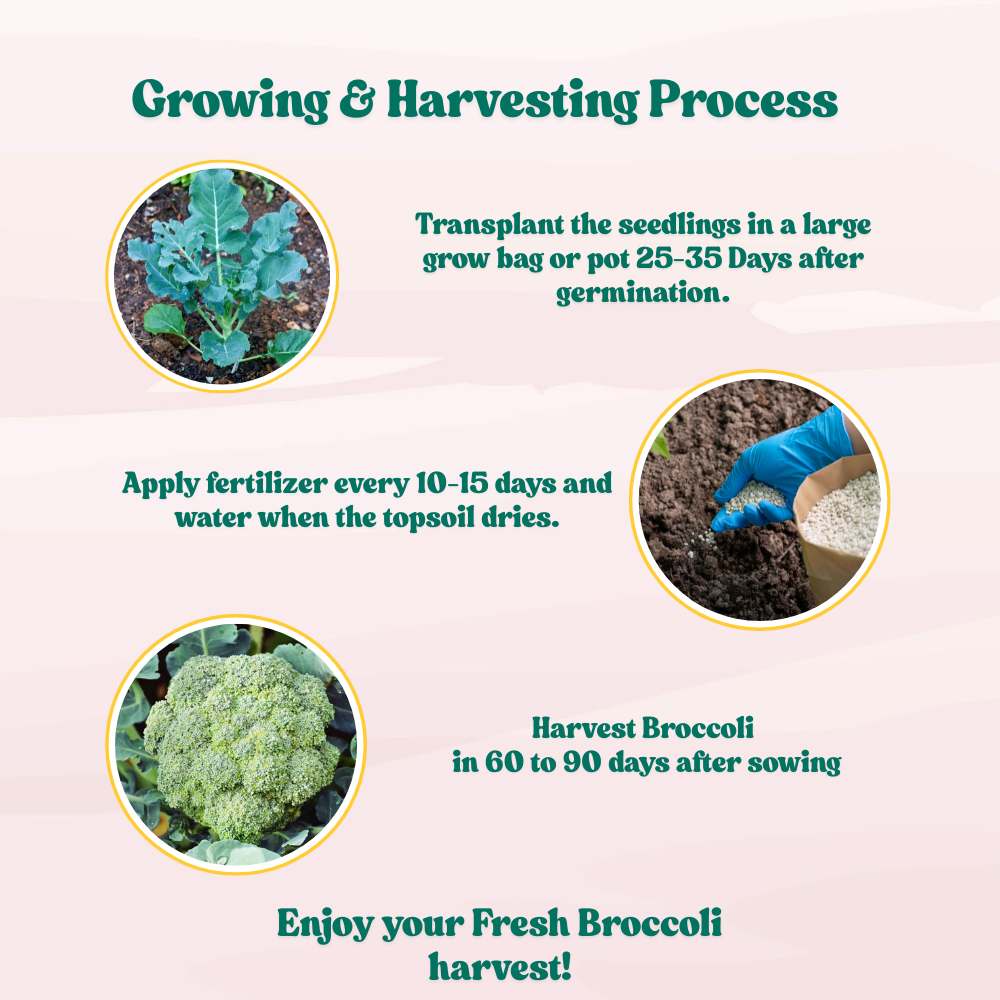Untreated Broccoli Seeds For Organic Gardening - 150 Seeds (ब्रॉकली के बीज) High Germination /Easy to Grow/Ideal for Terrace/Kitchen Gardening - Image 6