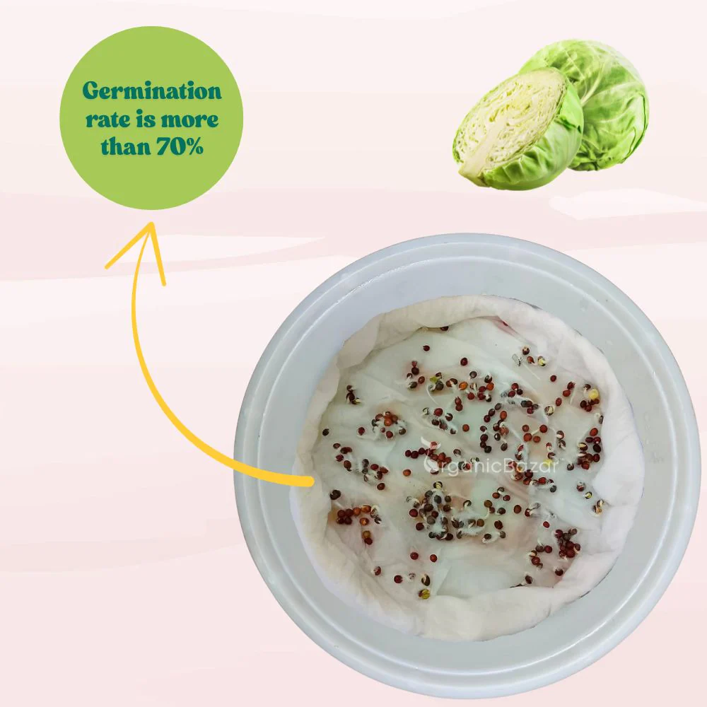 Untreated Cabbage Seeds For Organic Gardening - 200 Seeds (Patta Gobhi/ पत्ता गोभी के बीज) High Germination / Easy to Grow / Ideal for Terrace/Kitchen Gardening - Image 4