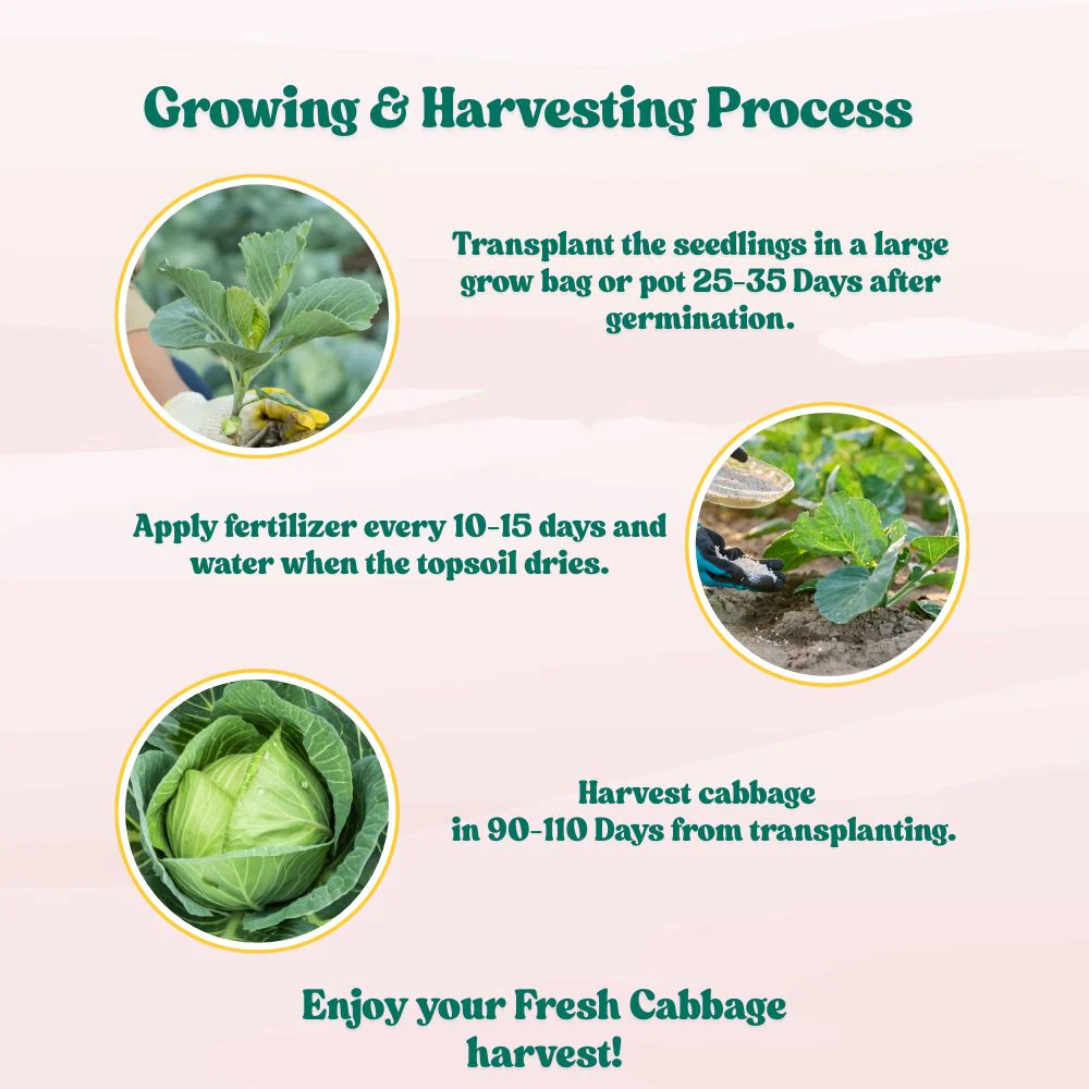 Untreated Cabbage Seeds For Organic Gardening - 200 Seeds (Patta Gobhi/ पत्ता गोभी के बीज) High Germination / Easy to Grow / Ideal for Terrace/Kitchen Gardening - Image 6