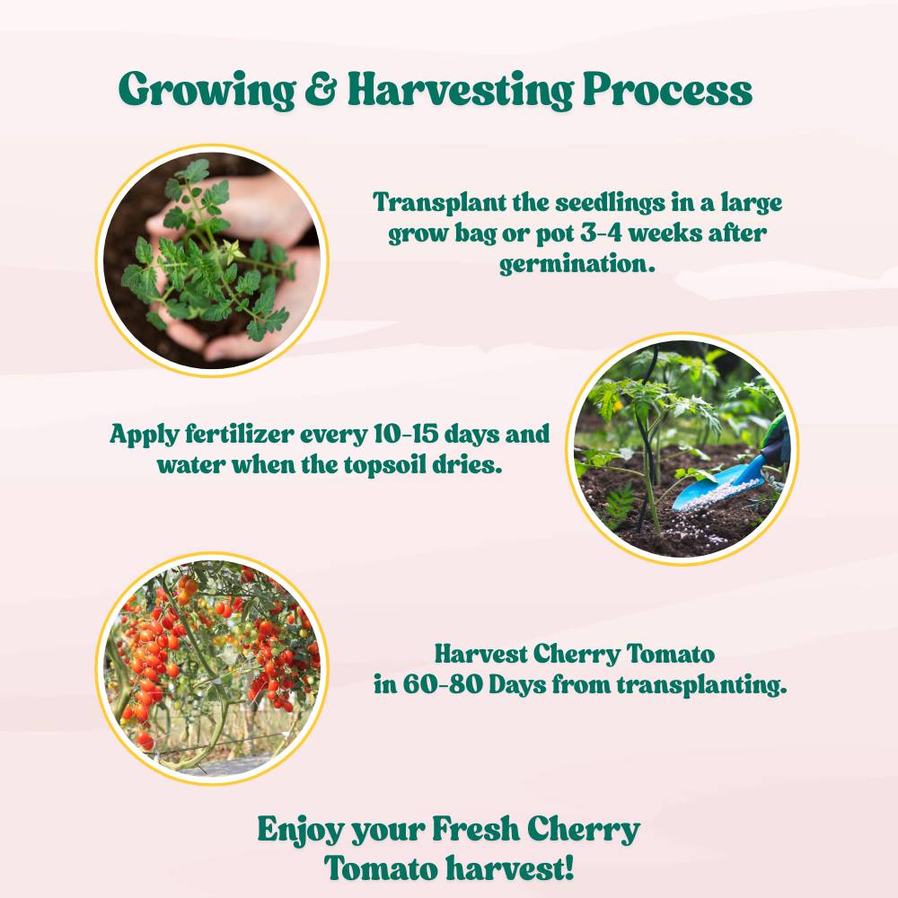 Untreated Cherry Tomato Seeds For Organic Home Gardening - 50 Seeds (चेरी टमाटर के बीज) High Germination, Juicy & Flavorful - Image 8