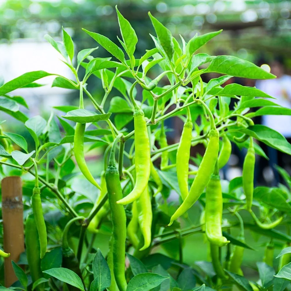 Untreated Chilli Seeds For Organic Gardening - 50 Seeds (Mirch/ मिर्च के बीज) - Image 2