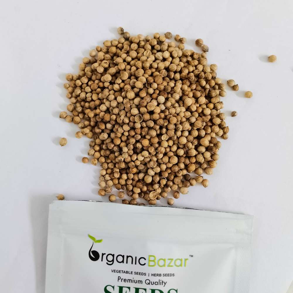 Untreated Coriander (Dhaniya) Seeds For Organic Gardening (धनिया के बीज) - Image 3