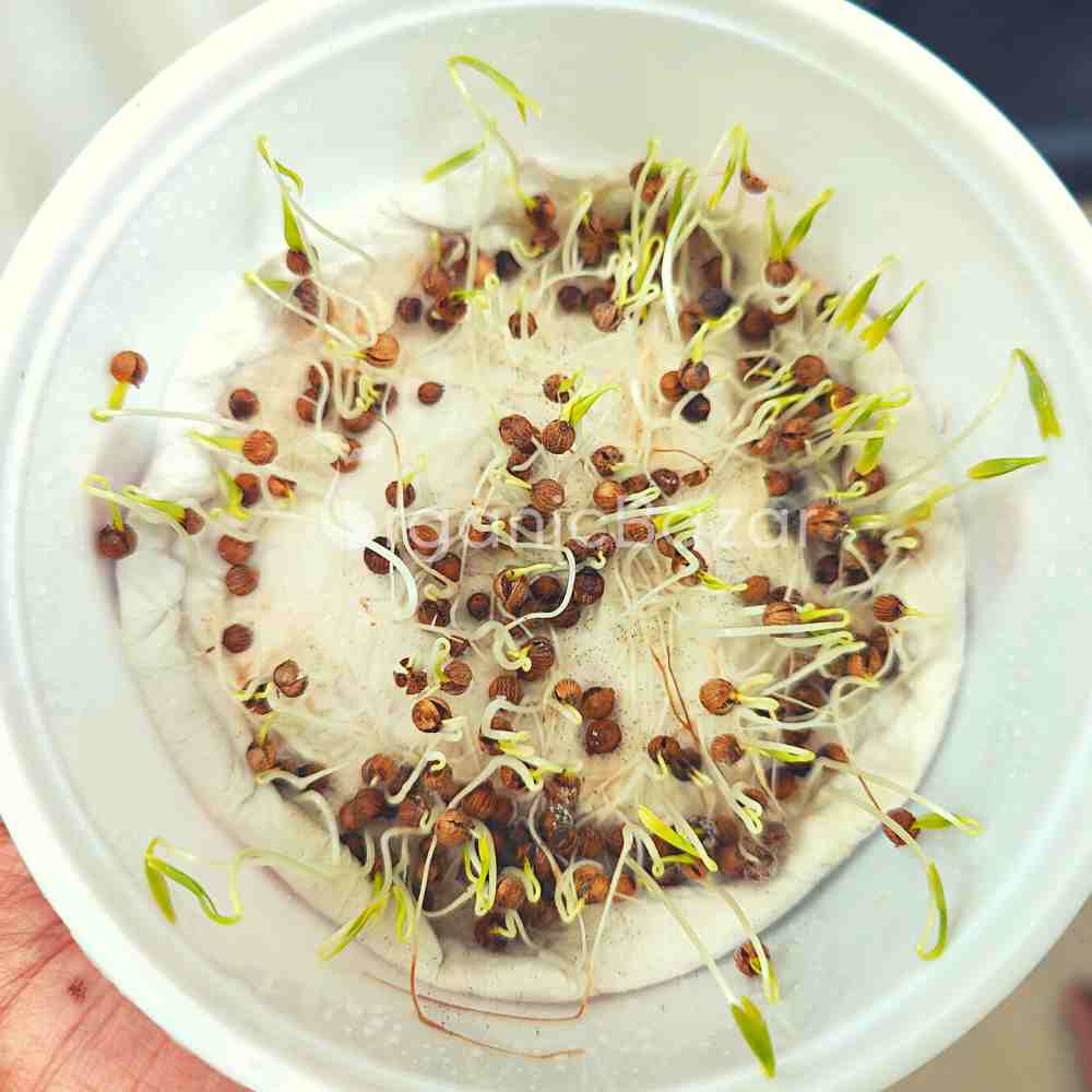 Untreated Coriander (Dhaniya) Seeds For Organic Gardening (धनिया के बीज) - Image 4
