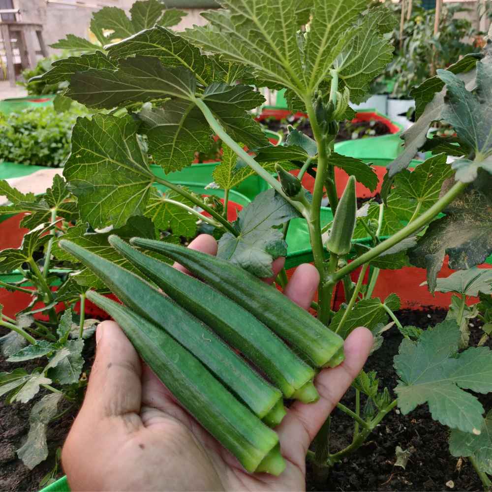 Untreated Okra or Lady Finger Seeds For Organic Gardening - 50 Seeds (Bhindi/ भिन्डी के बीज) Easy To grow, High Germination, High Yield Okra Seeds for Home Gardening - Image 3
