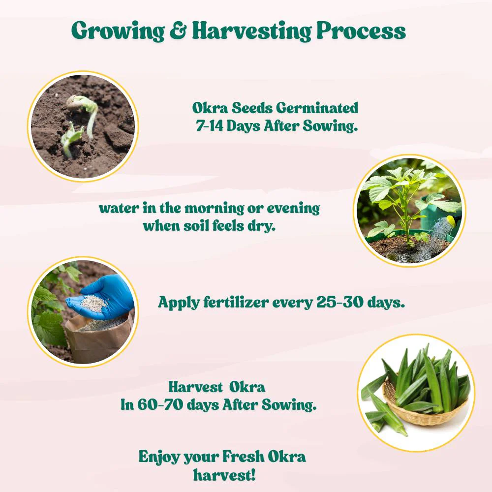 Untreated Okra or Lady Finger Seeds For Organic Gardening - 50 Seeds (Bhindi/ भिन्डी के बीज) Easy To grow, High Germination, High Yield Okra Seeds for Home Gardening - Image 7