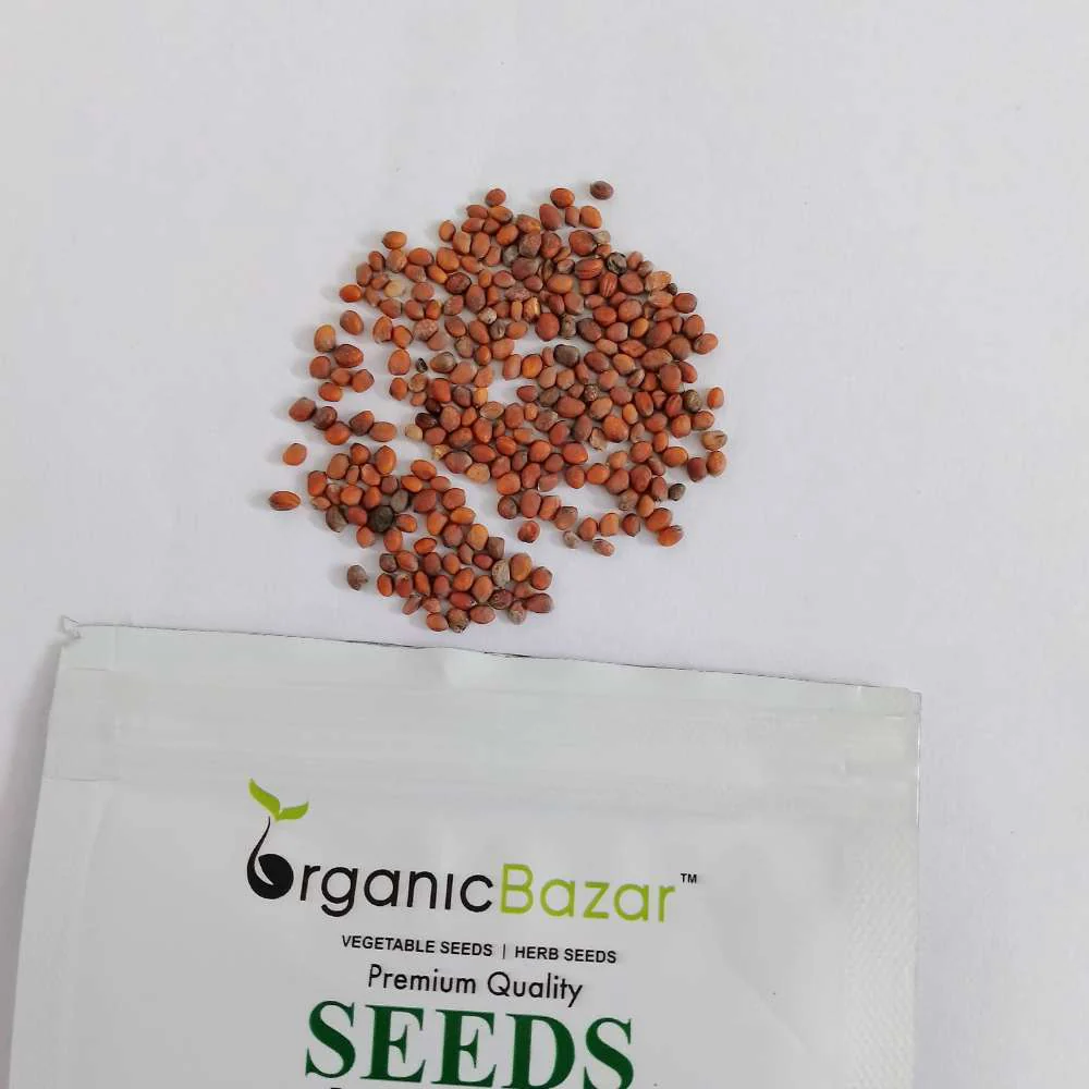 Untreated Radish White Long Seeds For Organic Gardening - 250 Seeds (Mooli/ मूली के बीज) - Image 3