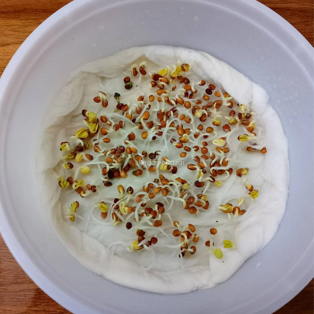 Untreated Radish White Long Seeds For Organic Gardening - 250 Seeds (Mooli/ मूली के बीज) - Image 4
