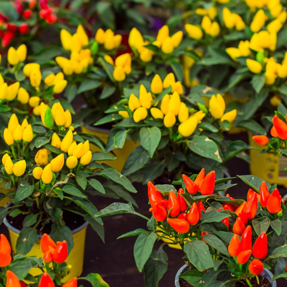 Ornamental Chilli/ Pepper Dwarf Mix Color Seeds - (10 Seeds) High Yield | High Germination | Ideal for indoor/outdoor use - Image 2