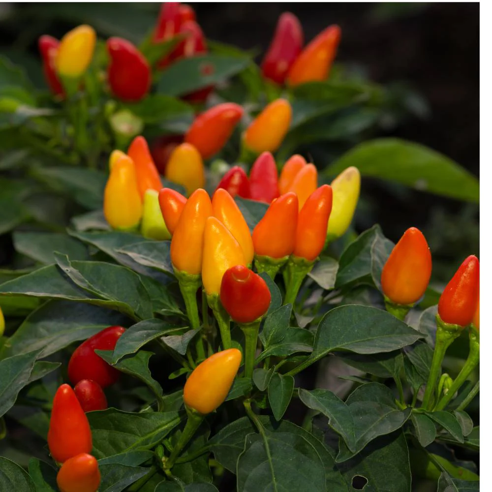 Ornamental Chilli/ Pepper Dwarf Mix Color Seeds - (10 Seeds) High Yield | High Germination | Ideal for indoor/outdoor use - Image 3