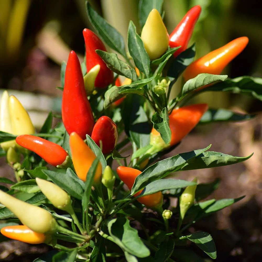 Ornamental Chilli/ Pepper Dwarf Mix Color Seeds - (10 Seeds) High Yield | High Germination | Ideal for indoor/outdoor use - Image 4
