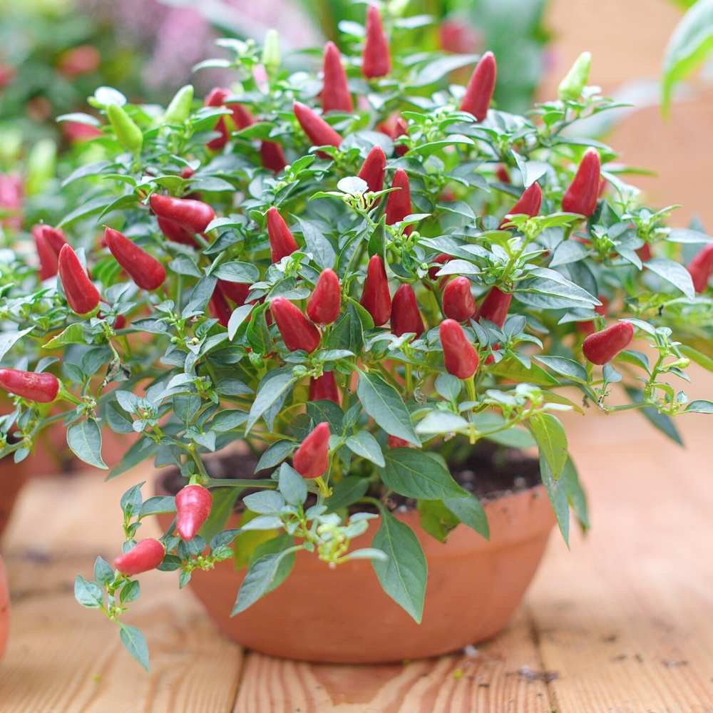 Ornamental Chilly Choice Mix Seeds - (50 Seeds) High Yield | High Germination | Best for Home Gardens (मिर्च के बीज) - Image 2