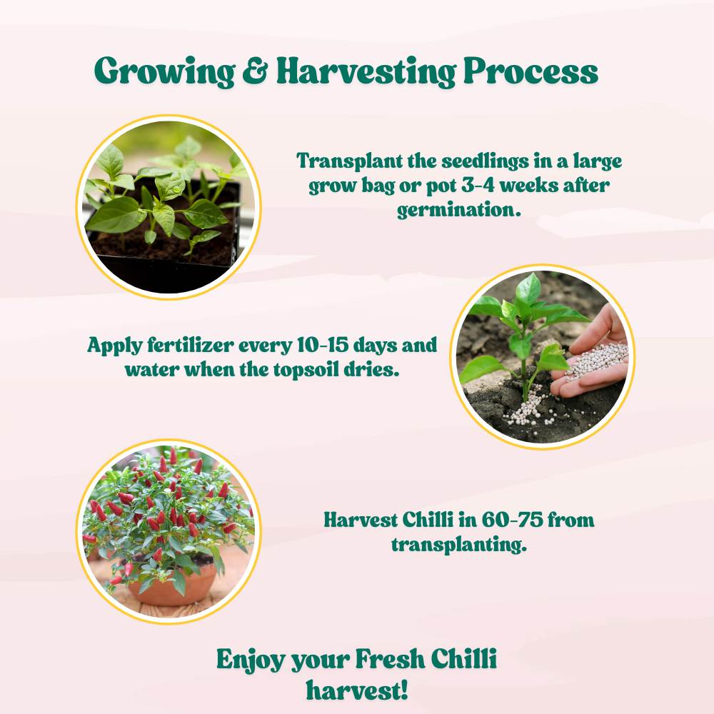 Ornamental Chilly Choice Mix Seeds - (50 Seeds) High Yield | High Germination | Best for Home Gardens (मिर्च के बीज) - Image 6