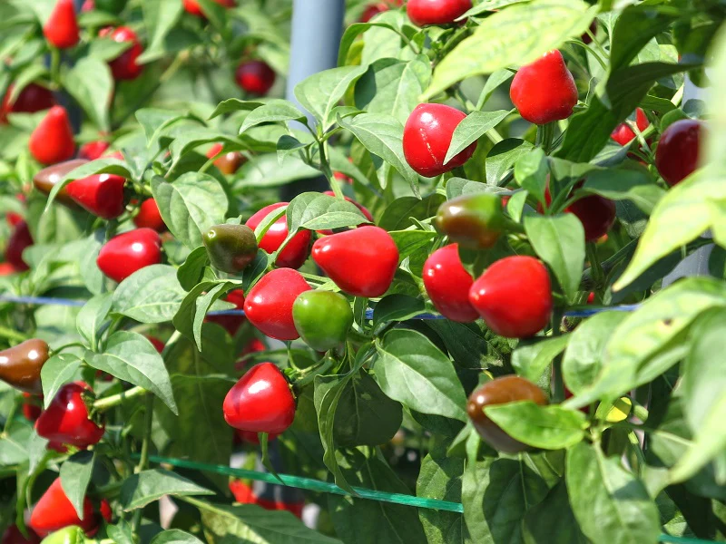 Ornamental Chilly Choice Round Mix Seeds -  (50 Seeds) High Yield | High Germination | Best for Home Gardens (मिर्च के बीज) - Image 2