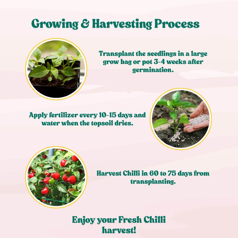 Ornamental Chilly Choice Round Mix Seeds -  (50 Seeds) High Yield | High Germination | Best for Home Gardens (मिर्च के बीज) - Image 6