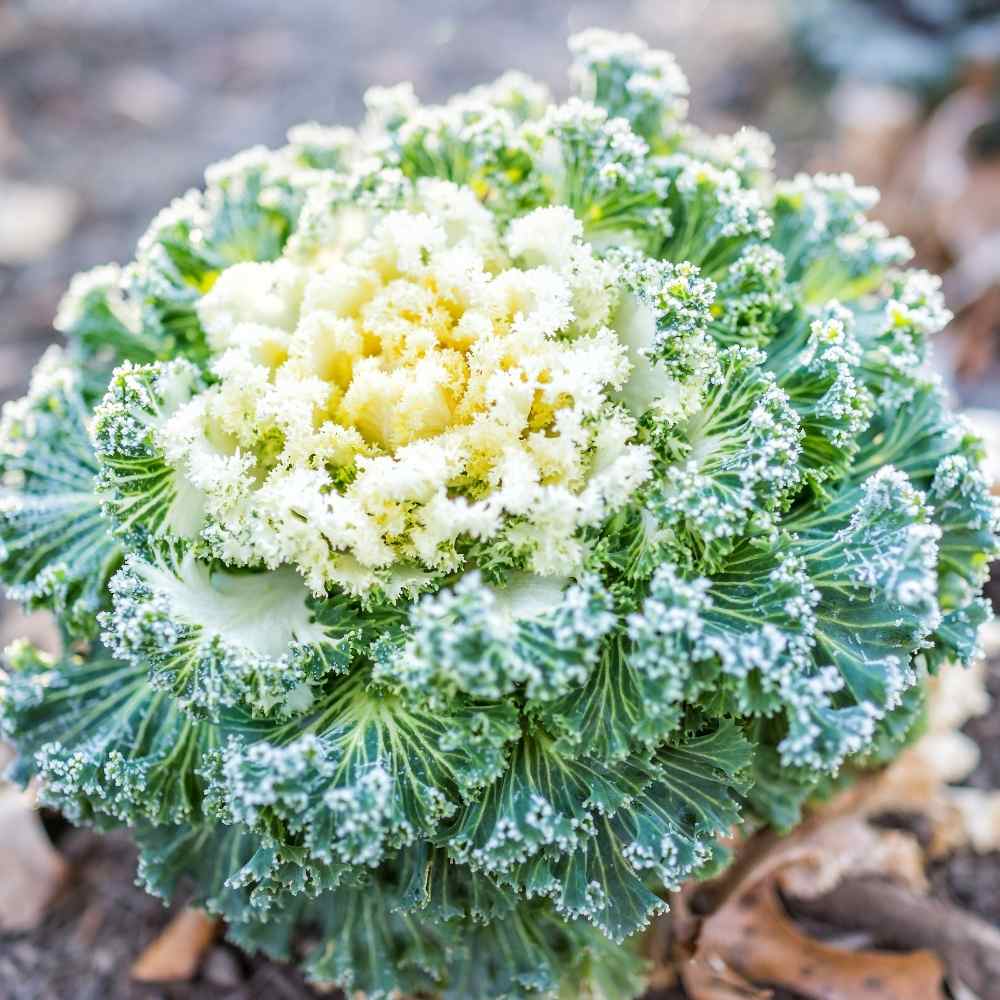 Ornamental Kale Round Leaves Mix Seeds - 200 Seeds (Flowering Kale / सजावटी गोभी के बीज) Easy To Grow, High Germination, Perfect for pots, balconies, or Terrace gardens - Image 2