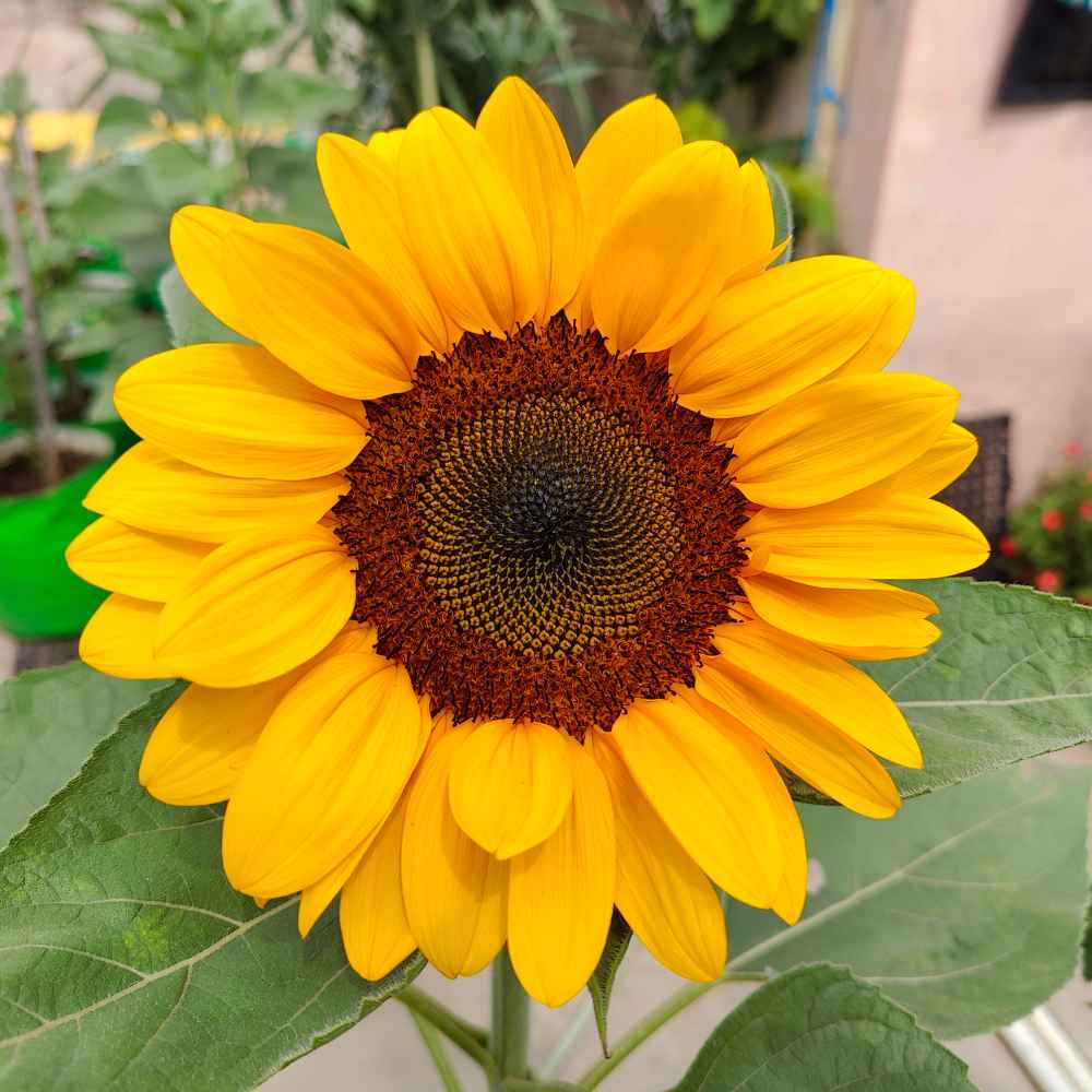 Ornamental Sunflower Seeds For Home Gardening - 10 Seeds (Surajmukhi/ सूरजमुखी के बीज)High Germination/ Easy To grow/ Perfect For Terrace gardening - Image 2