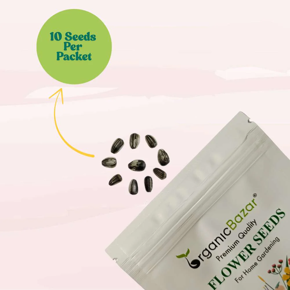 Ornamental Sunflower Seeds For Home Gardening - 10 Seeds (Surajmukhi/ सूरजमुखी के बीज)High Germination/ Easy To grow/ Perfect For Terrace gardening - Image 4