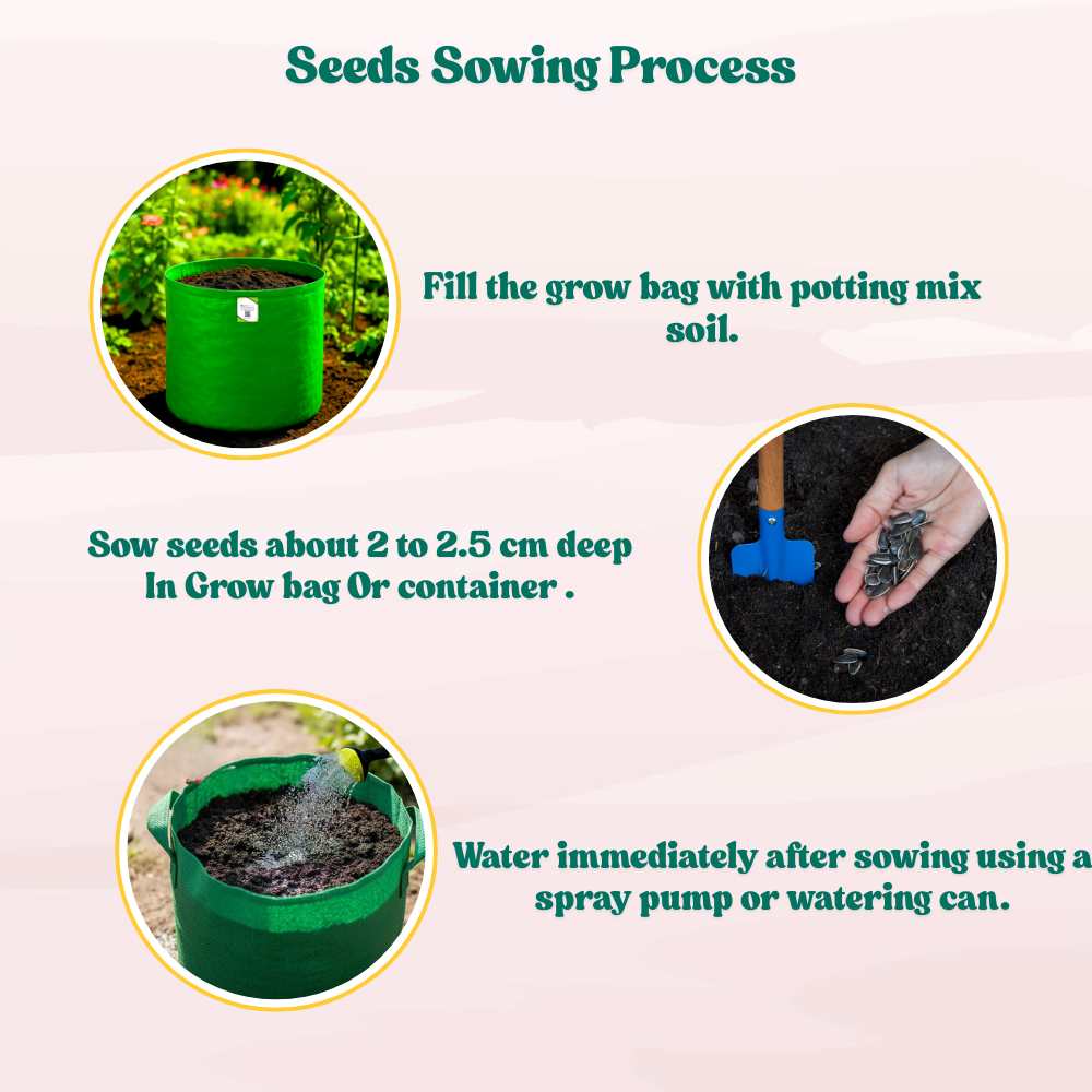 Ornamental Sunflower Seeds For Home Gardening - 10 Seeds (Surajmukhi/ सूरजमुखी के बीज)High Germination/ Easy To grow/ Perfect For Terrace gardening - Image 6