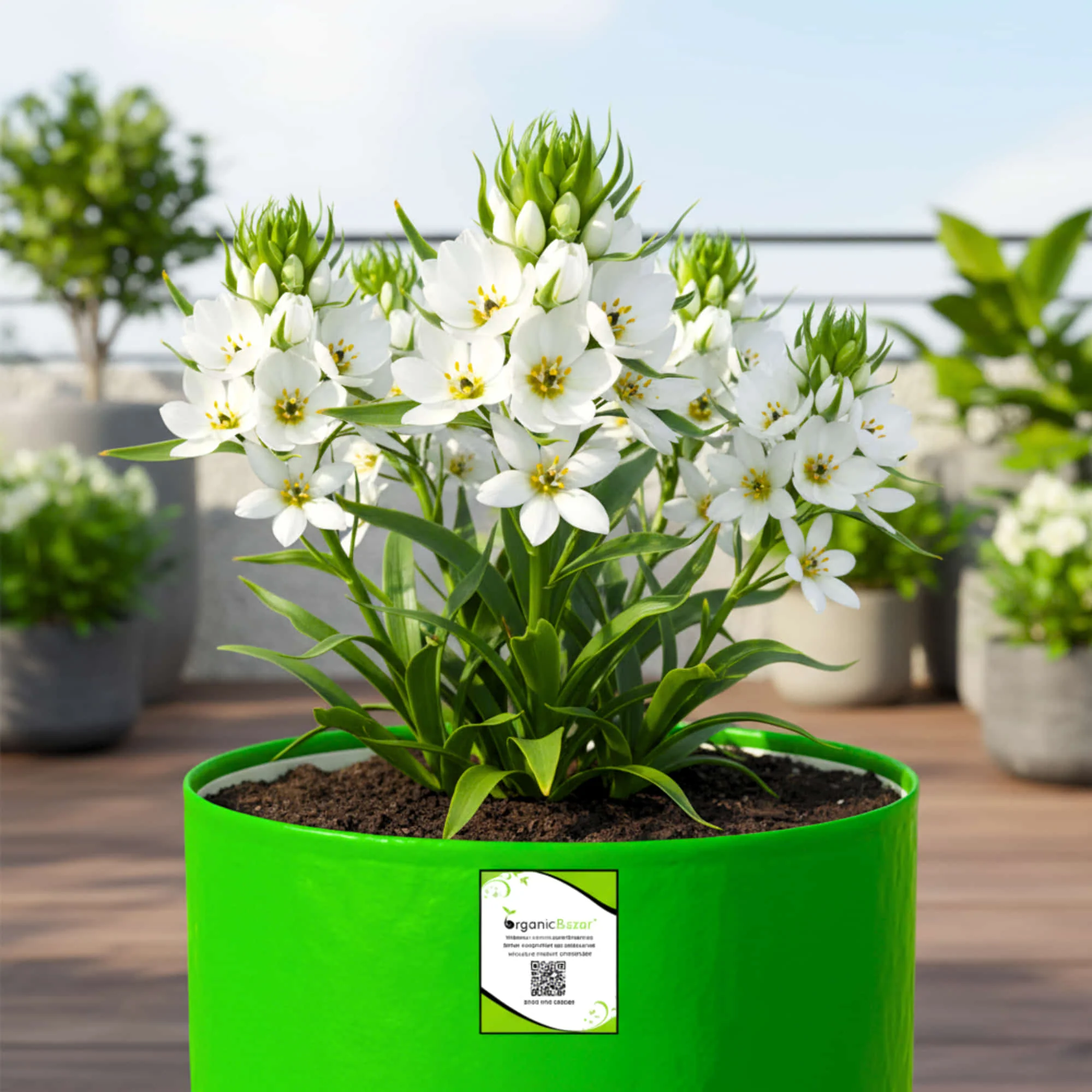 Ornithogalum Chincherinchee Flower Bulb (5N) - Image 3