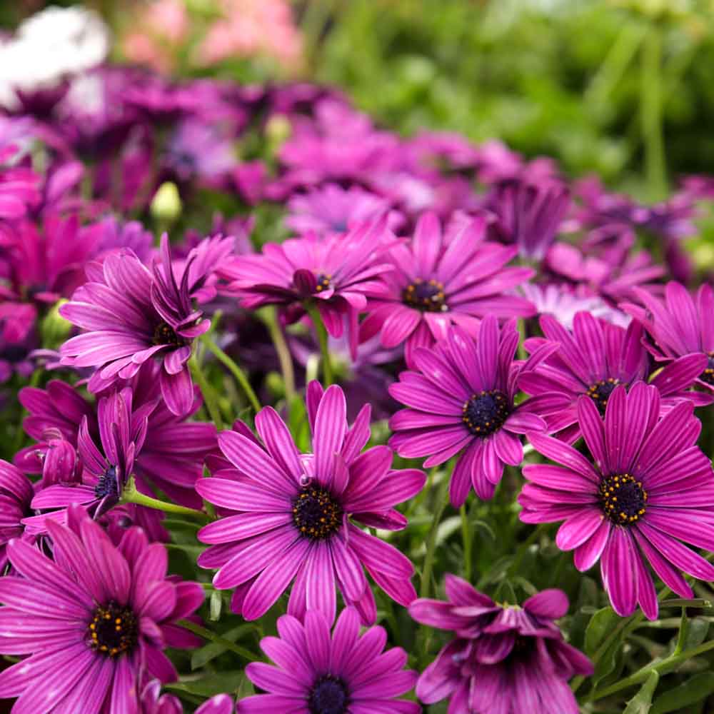 Osteospermum Ecklonis Mix Seeds (50 Seeds) Easy To Grow, High Germination, Perfect for pots, balconies, or Terrace gardens - Image 3