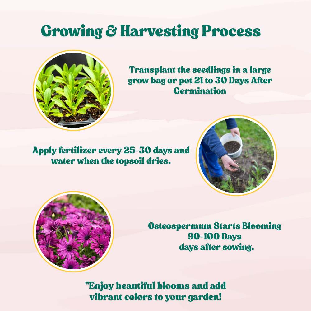 Osteospermum Ecklonis Mix Seeds (50 Seeds) Easy To Grow, High Germination, Perfect for pots, balconies, or Terrace gardens - Image 7