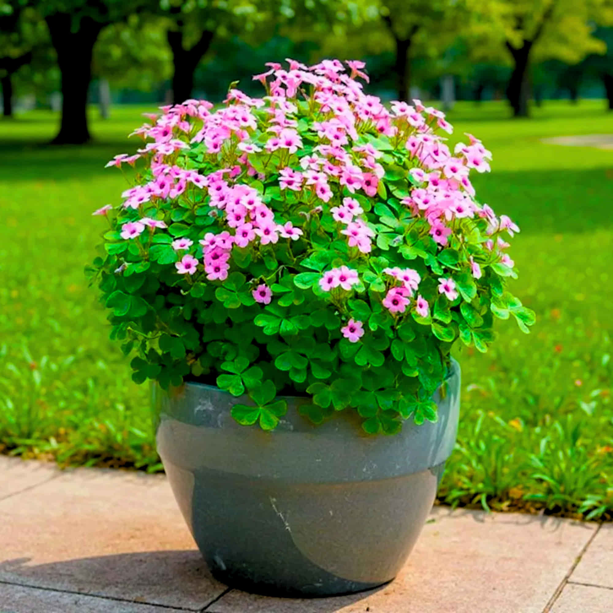 Oxalis Pink Flower Bulbs (05N) - Image 4
