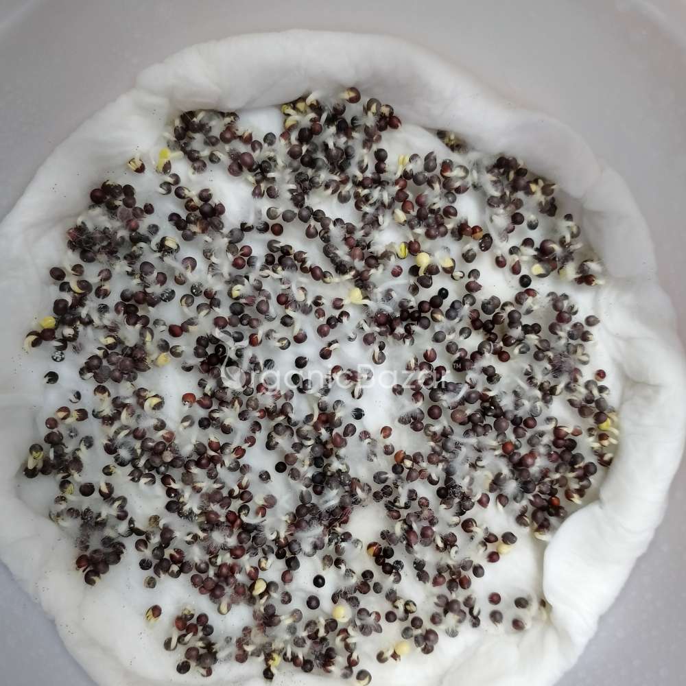 Pak Choi Microgreens Seeds (10g) - Image 5