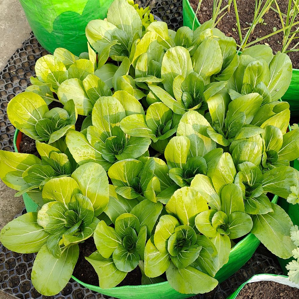 Pak Choi (Bok Choi) Seeds - 150 Seeds (पाक चोई के बीज) - Image 3