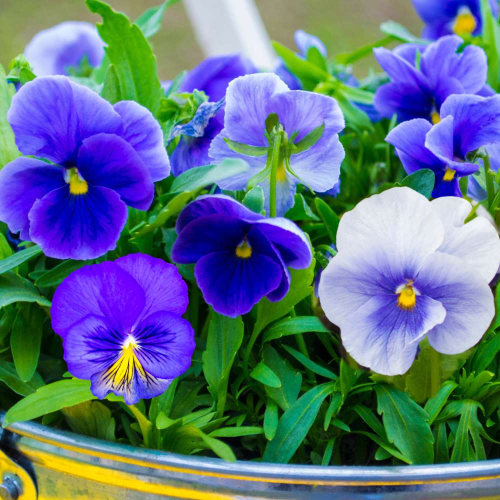 Pansy Swiss Giant Blue seeds (150 Seeds) Easy To Grow, High Germination, Perfect for pots, balconies, or Terrace gardens - Image 2