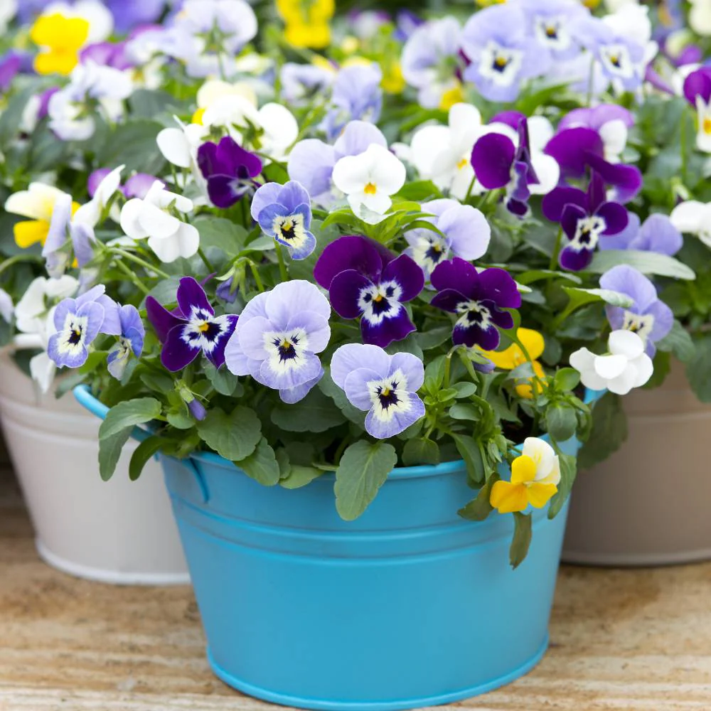 Pansy Swiss Giant Mix Seeds (150 Seeds) Easy To Grow, High Germination, Perfect for pots, balconies, or Terrace gardens - Image 2
