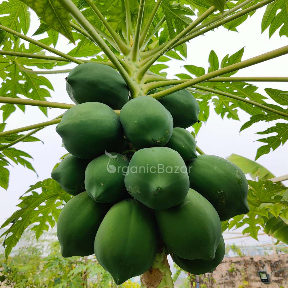 Papaya Seeds  - 10 Seeds (Papita ke beej/पपीता के बीज) High Germination,High-yielding and fast-growing - Image 3