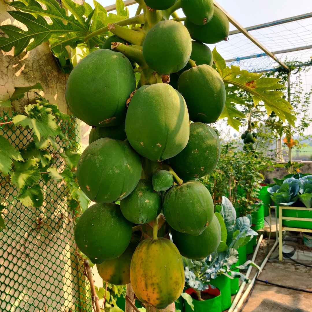 Papaya Seeds  - 10 Seeds (Papita ke beej/पपीता के बीज) High Germination,High-yielding and fast-growing - Image 4