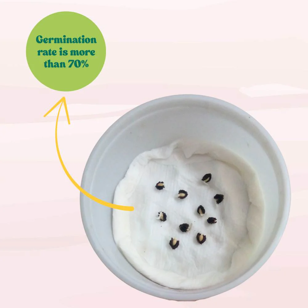 Papaya Seeds  - 10 Seeds (Papita ke beej/पपीता के बीज) High Germination,High-yielding and fast-growing - Image 6