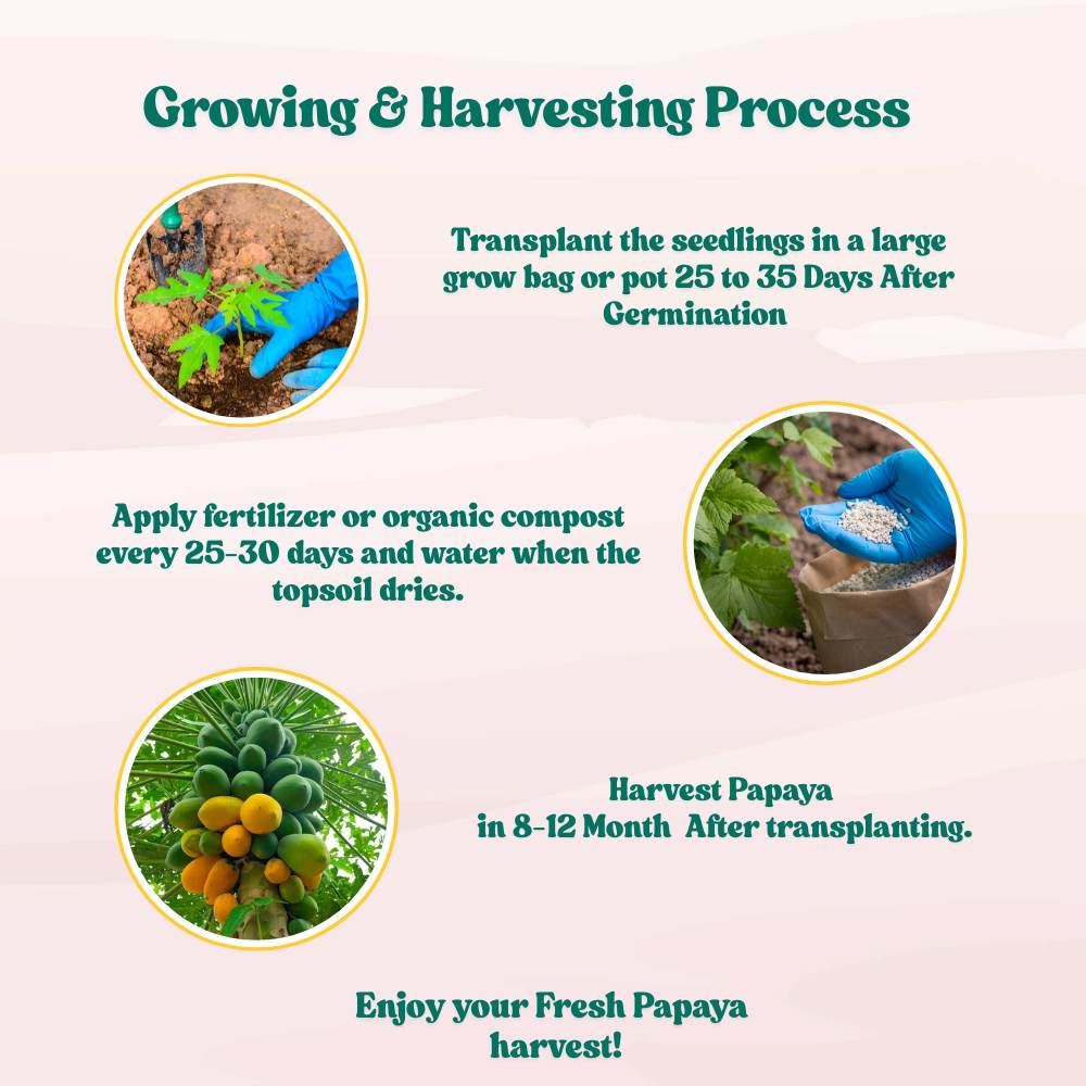 Papaya Seeds  - 10 Seeds (Papita ke beej/पपीता के बीज) High Germination,High-yielding and fast-growing - Image 8