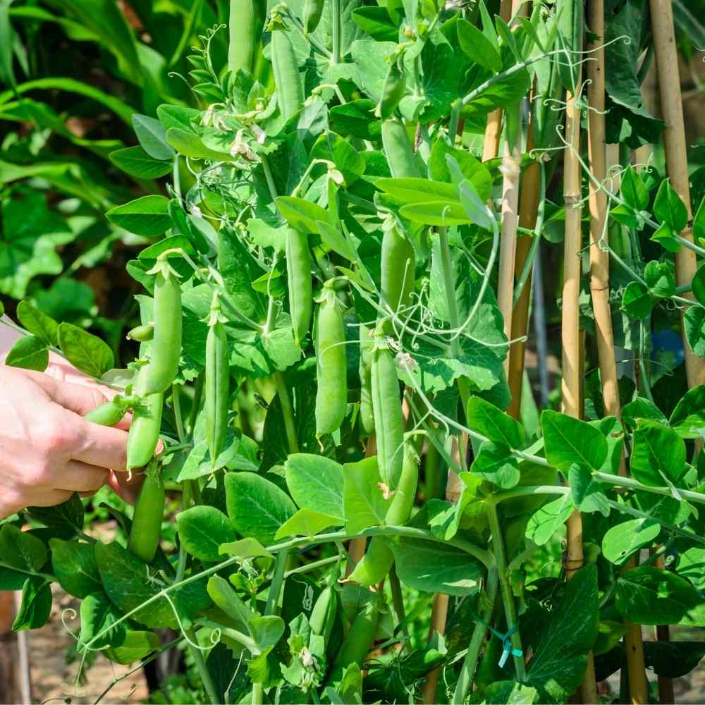 Peas (Matar) Seeds - 50 Seeds (मटर के बीज) - Image 2