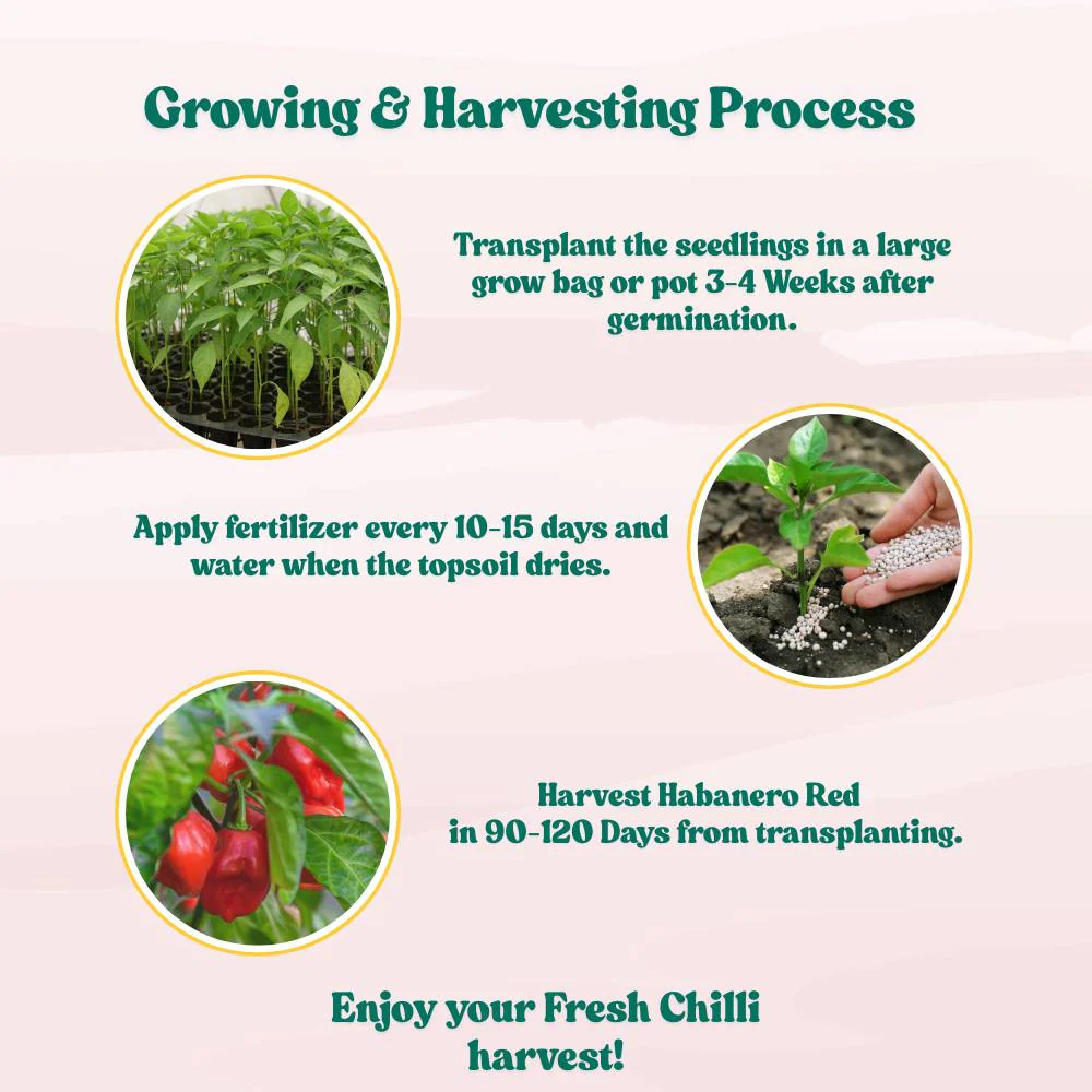 Pepper Habanero Red Seeds (50 Seeds) High Yield | High Germination | Best for Home Gardens - Image 6