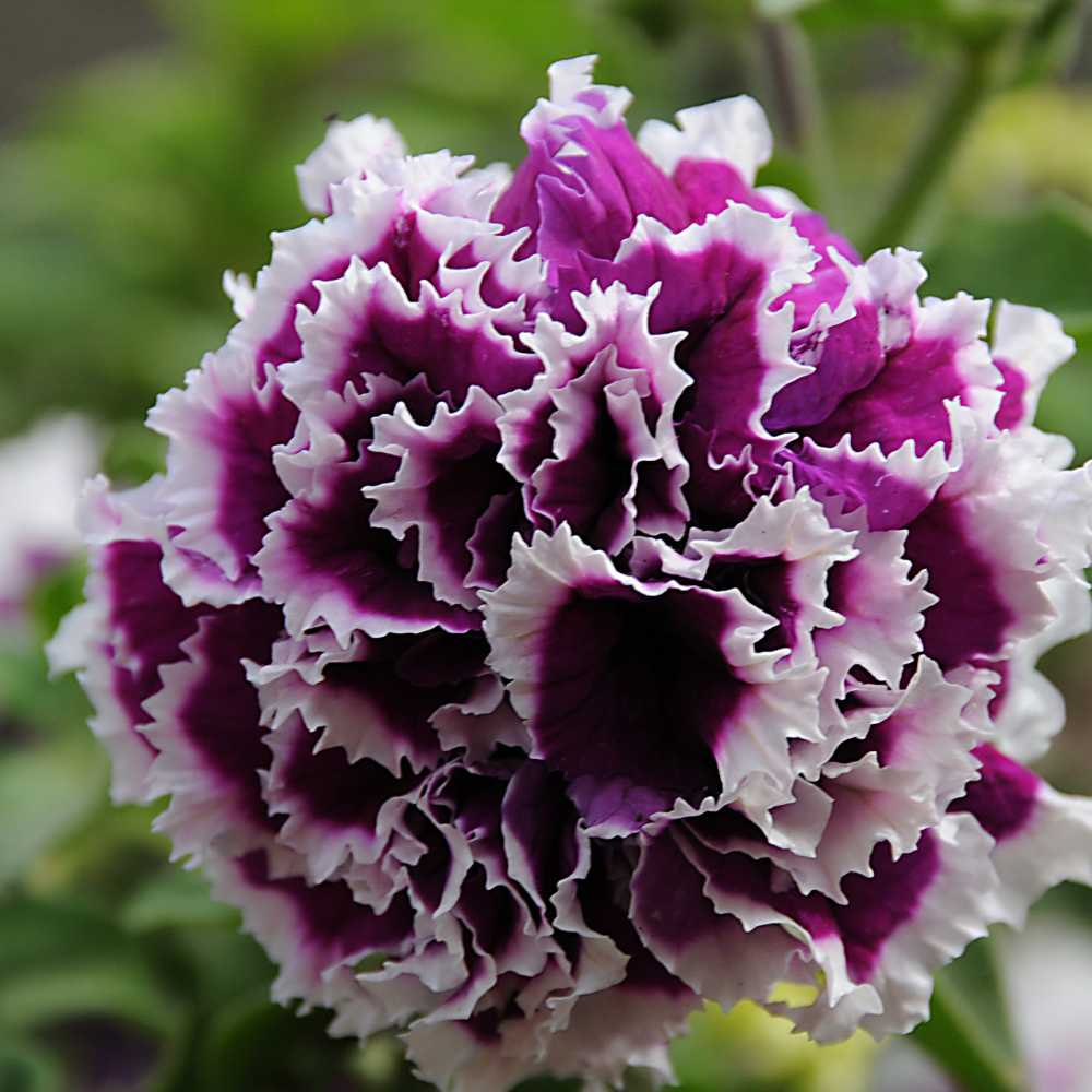 Petunia Double Glorious Mix Seeds (100 Seeds) Easy To Grow, High Germination, Perfect for pots, balconies, or Terrace gardens - Image 3