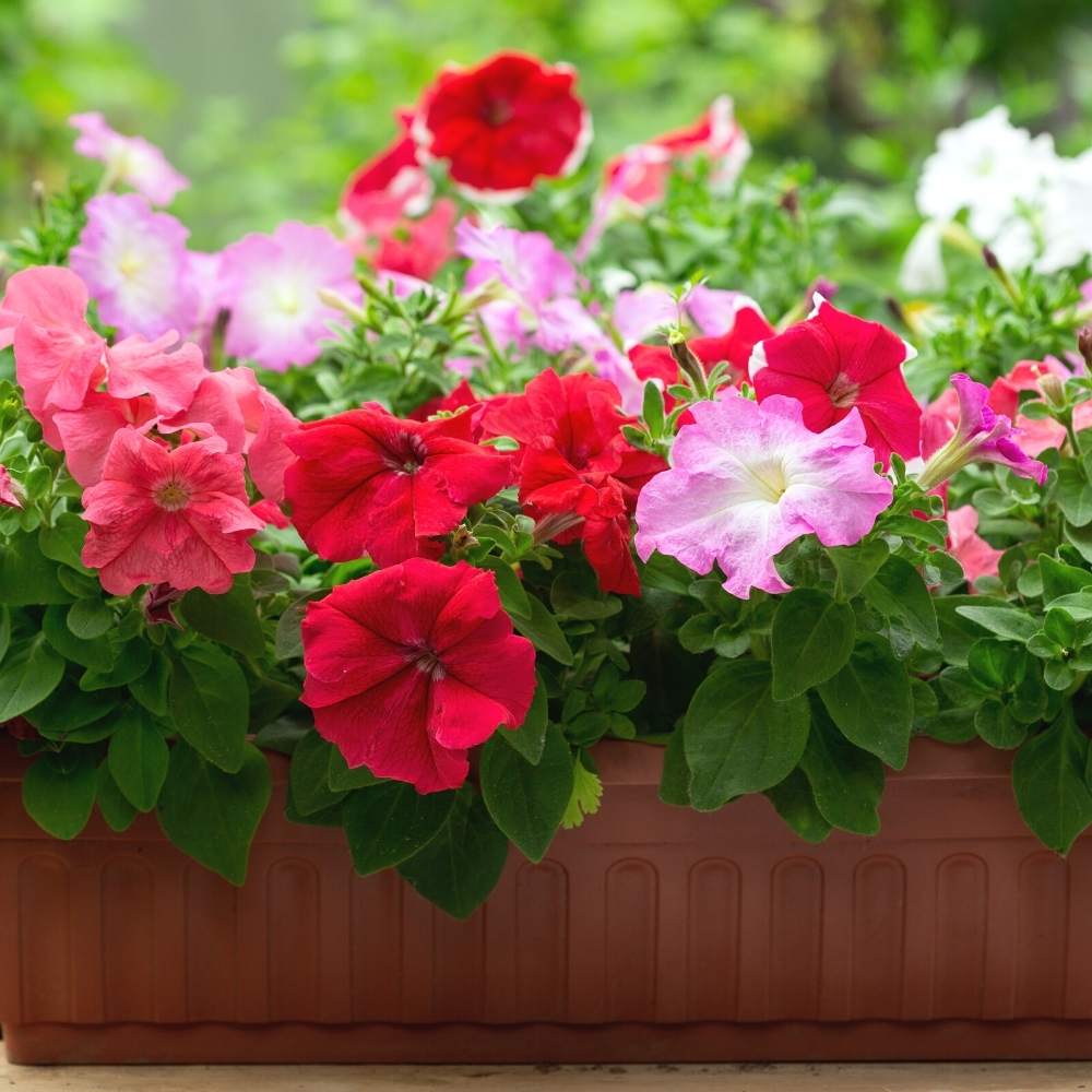Petunia Dwarf Stars Mix Seeds (300 Seeds) High Germination/ Easy To grow/ Perfect for pots, balconies, or Terrace gardens - Image 4