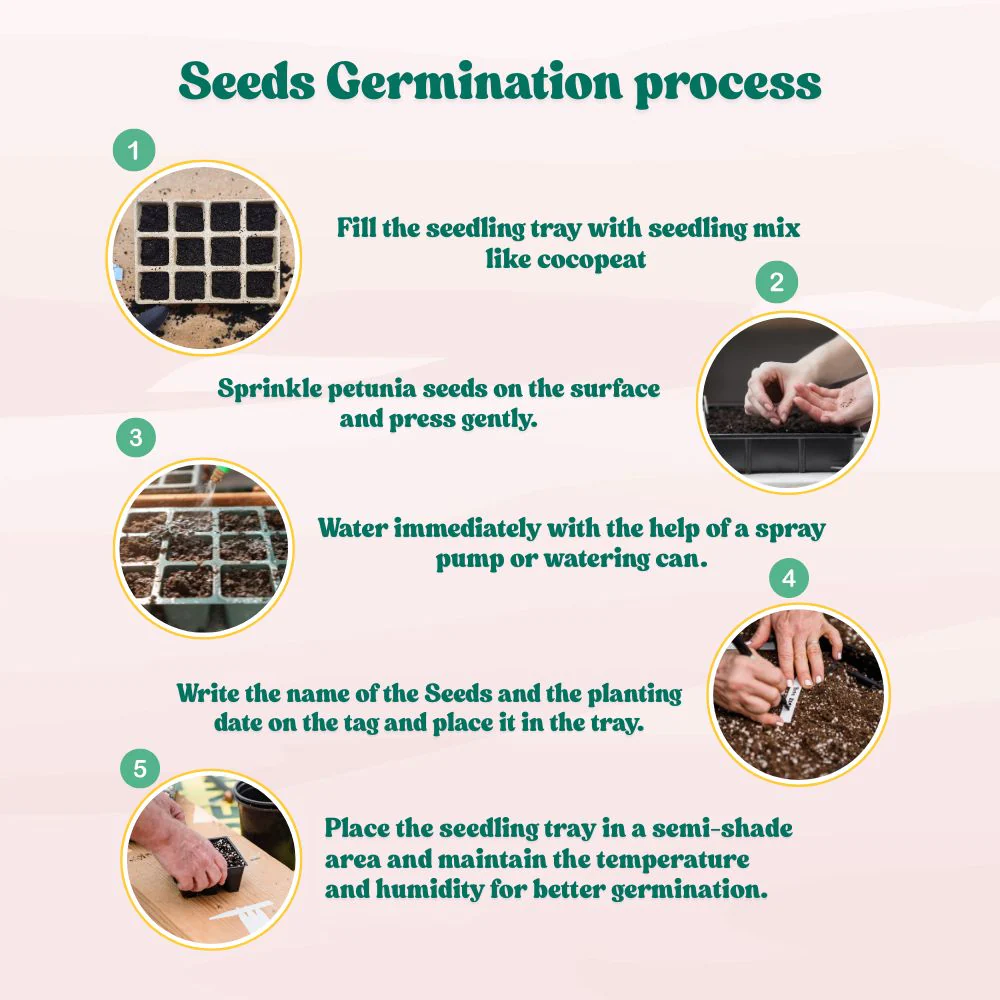 Petunia Nana Compacta Mix Seeds (300 Seeds) High Germination/ Easy To grow/ Perfect for pots, balconies, or Terrace gardens - Image 6
