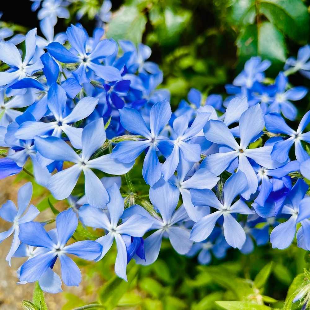 Phlox Beauty Dwarf Blue Seeds (200 Seeds) High Germination/ Easy To grow/ Perfect for pots, balconies, or Terrace gardens - Image 2