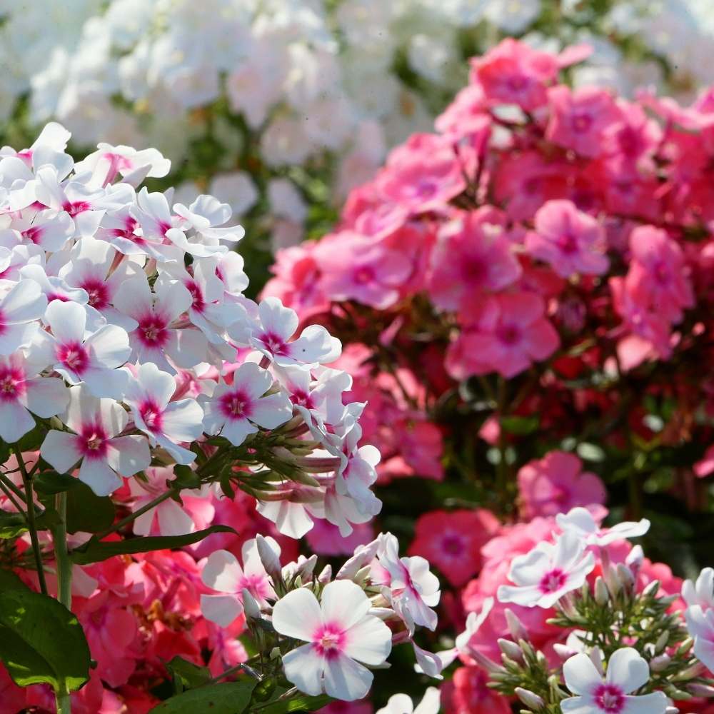 Phlox Beauty Dwarf Mix Seeds (200 Seeds) High Germination/ Easy To grow/ Perfect for pots, balconies, or Terrace gardens - Image 2
