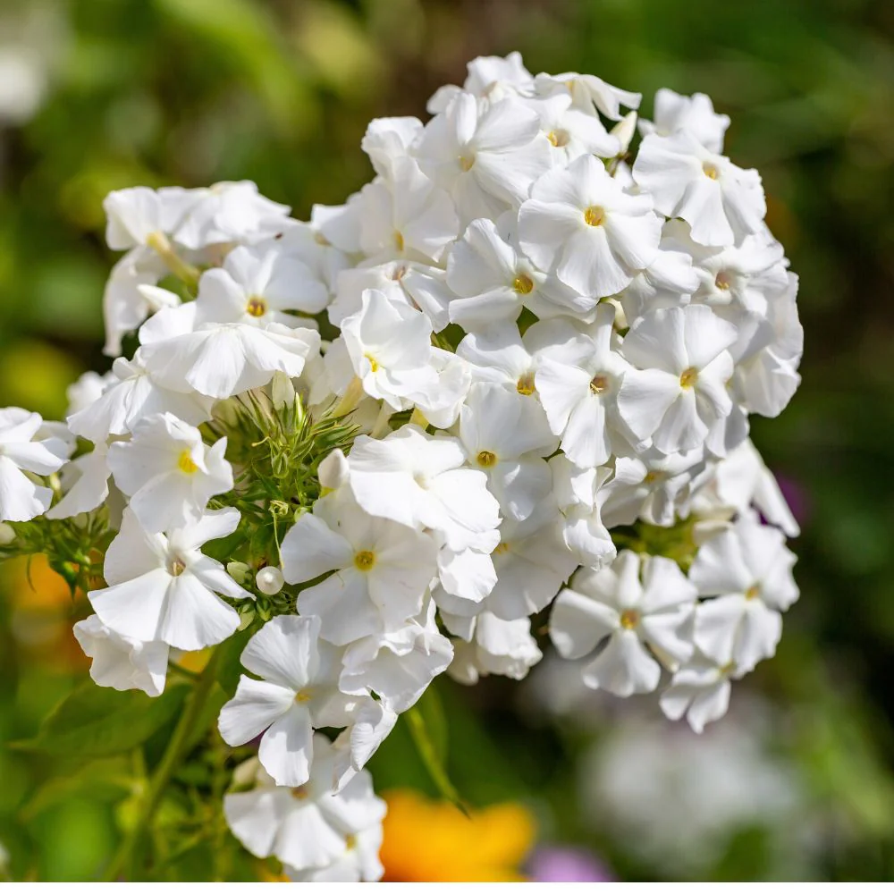 Phlox Beauty Dwarf White Seeds (200 Seeds) High Germination/ Easy To grow/ Perfect for pots, balconies, or Terrace gardens - Image 2