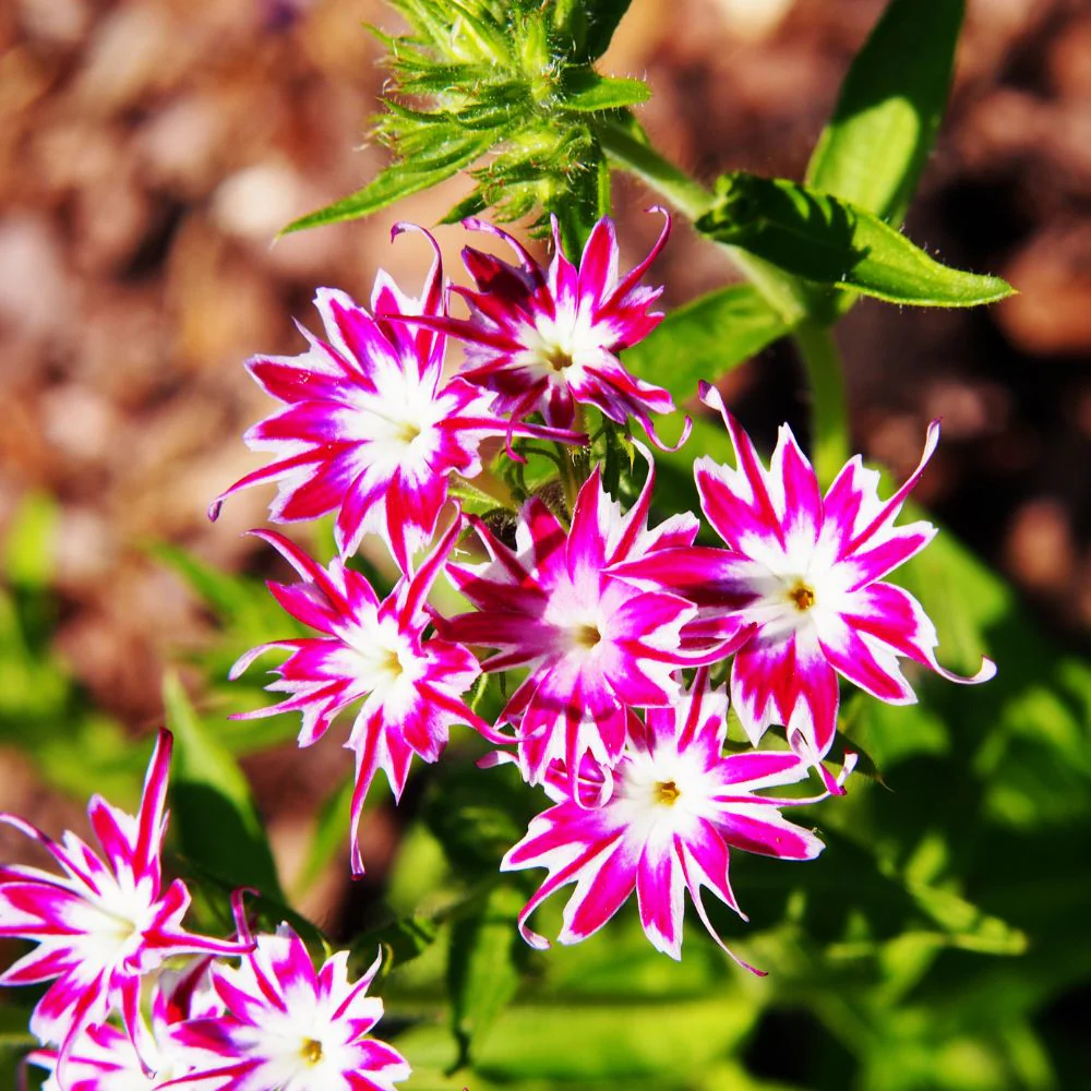 Phlox Twinkle Dwarf Mix Seeds (200 Seeds) High Germination/ Easy To grow/ Perfect for pots, balconies, or Terrace gardens - Image 3