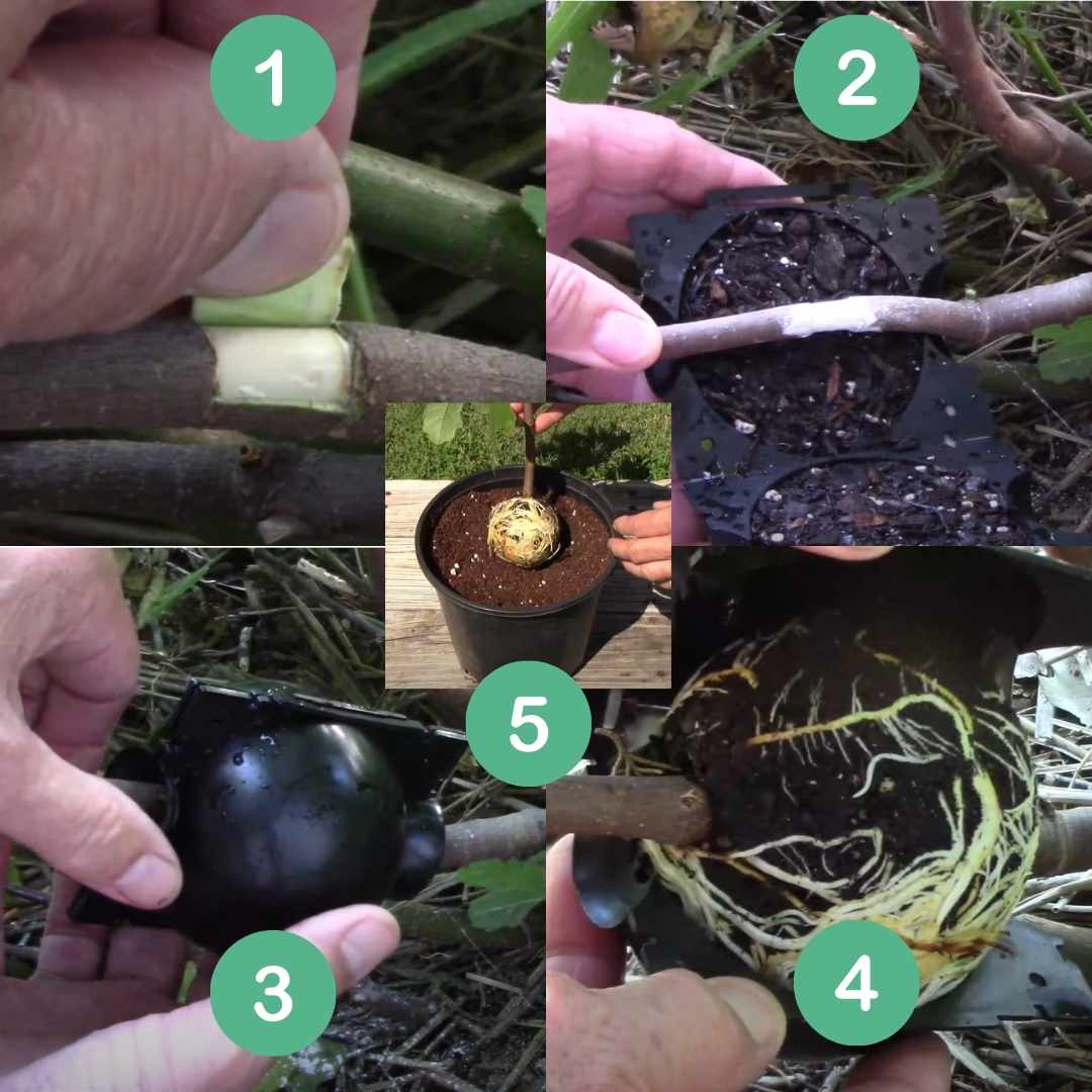Rooting Ball Tools for Plant Propagation (Set of 5) - Image 2