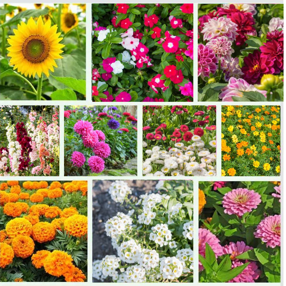 Pollinator Friendly Flower Seeds Kit - Image 2