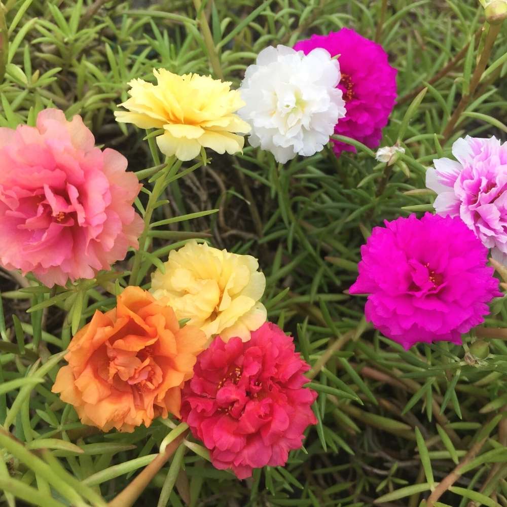 Portulaca Grandiflora (Moss Rose) Double Mix Seeds (500 Seeds) High Germination/ Easy To grow/ Perfect for pots, balconies, or Terrace gardens - Image 4