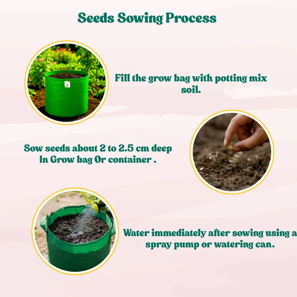 Pumpkin Oval seeds - 12 Seeds (Kaddu/ कद्दू के बीज)  Easy To grow, High Germination, High Yield Kaddu Seeds for Home Gardening - Image 6